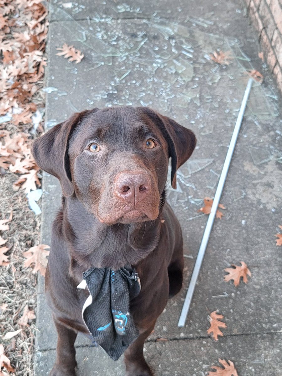 Casey On Twitter Meet Baker The World s Worst Dog He Was Humping casey-on-twitter-meet-baker-the-world-s-worst-dog-he-was-humping