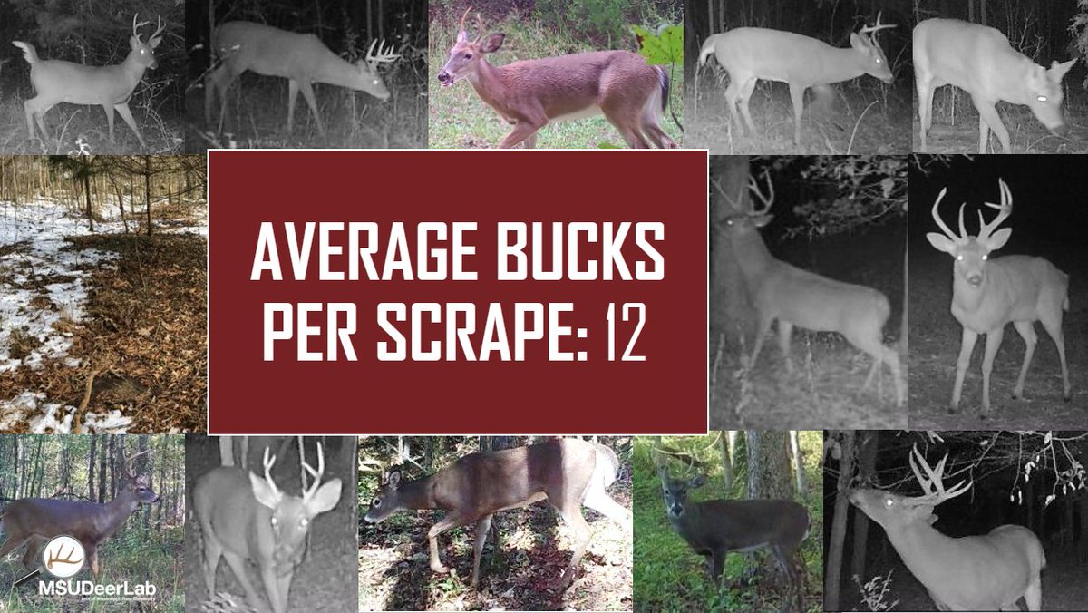 MSUDeerLab tweet media