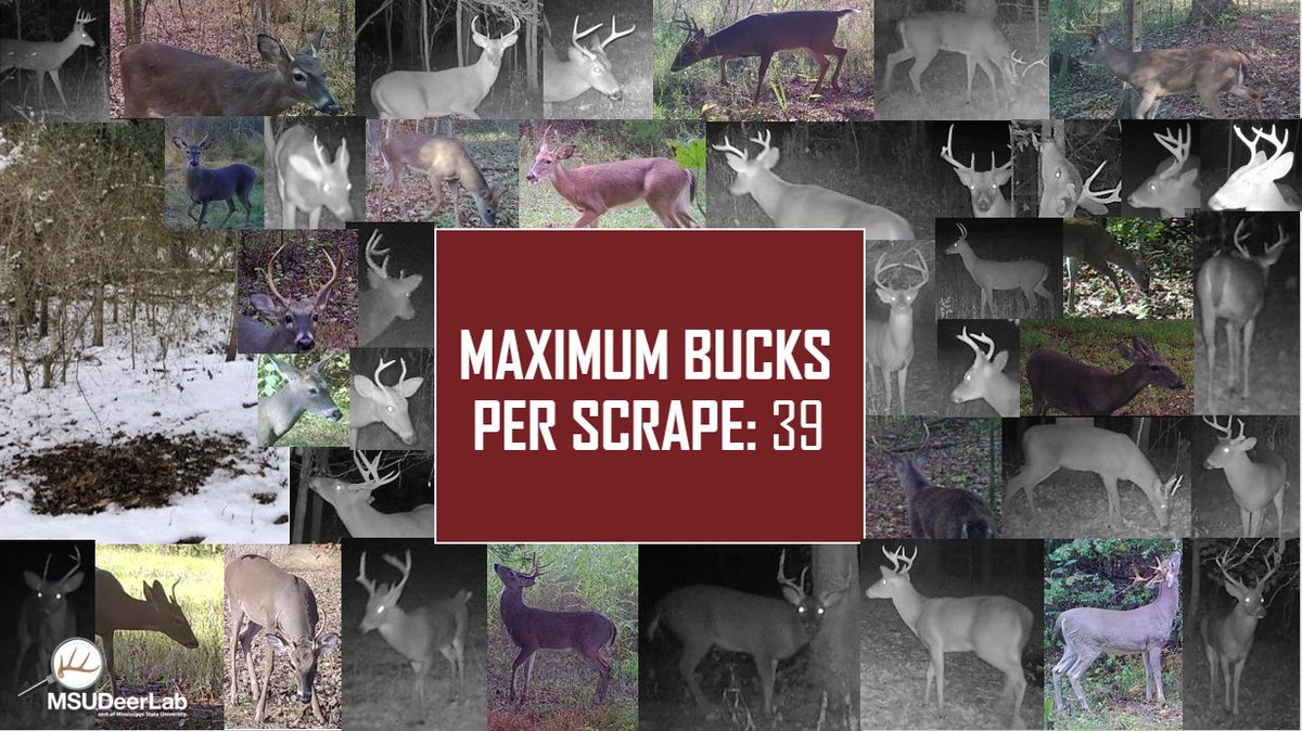 MSUDeerLab tweet media