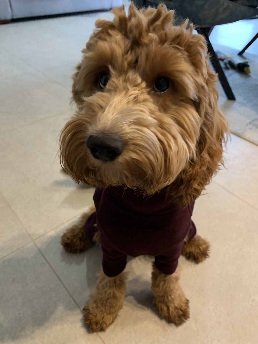 teachwithMissP_'s tweet photo. Things I’m grateful for today:

The opportunity to learn new things🤍
The warm welcomes from all of the schools in my cluster🤍
Getting to have lunch at my mum and dad’s because my new job is on their doorstep🤍
Coming home to my best friend (and @mrward_tech)🤍 https://t.co/RsZyTJAQA1