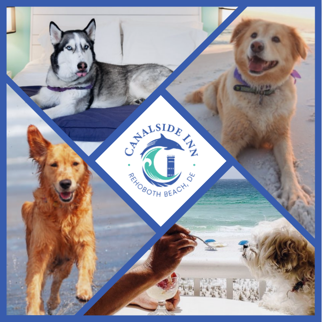 thecanalsideinn's tweet photo. We love animals at the Canalside Inn, especially dogs! 

Check out this blog by our team at the Canalside Inn for a dog-friendly guide to Rehoboth Beach

https://t.co/DBvAUYzmSo 

#supportlocalde #visitsouthdel #canalsideinn #petfriendly #contactfree #visitcanalside https://t.co/EMTr03Wu9q
