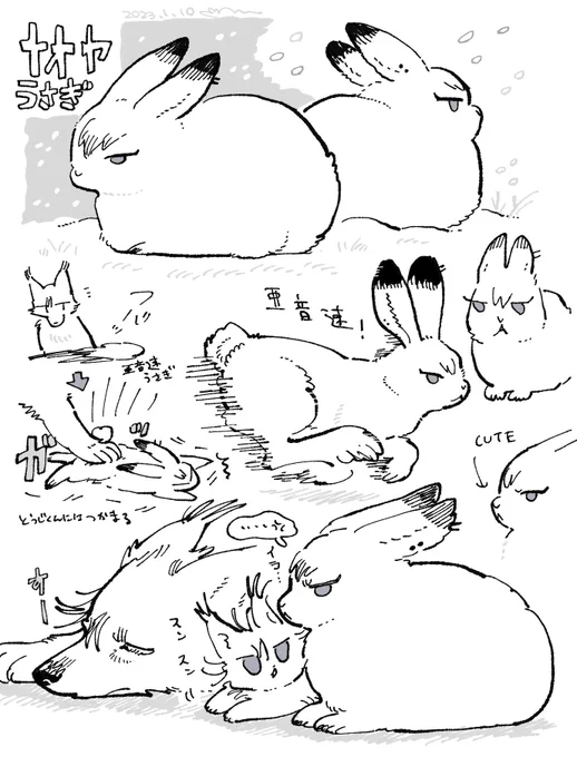 ナオヤうさぎ 