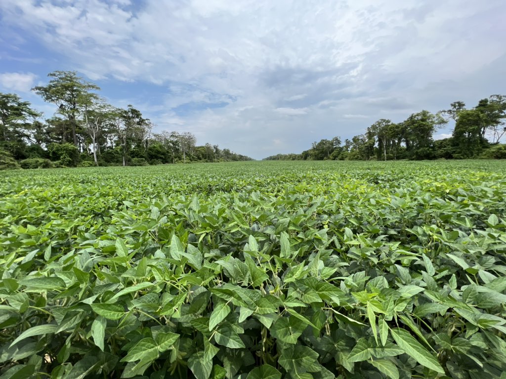 Soybean are starting to look nice! After a dry start to the season the rains have finally been coming. #Soybean #Bolivia #agro