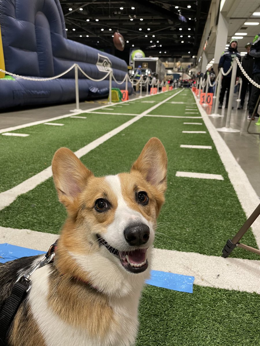 SeaDncr_Hailey's tweet photo. @kellynnward @NFL_DougFarrar Rally won her Corgi Cup earlier this season after multiple heats against other corgis too… that’s showbiz, baby https://t.co/YY1hhKeM8c