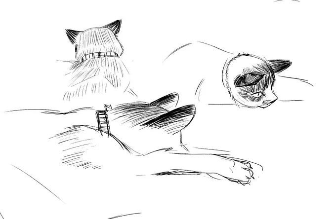 some sketches of my cat 