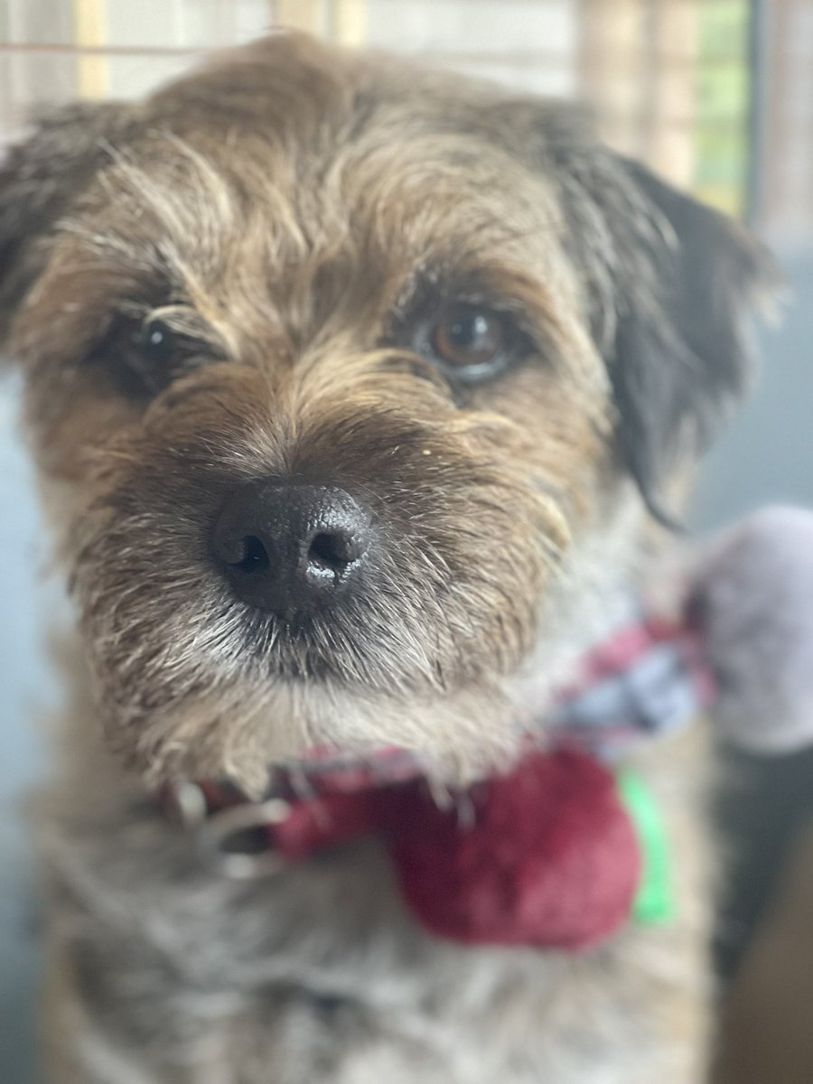 MossTheBT's tweet image. Wowzers! 🤩Christmas came again to #FarFarAwayLandNextStopPenguins 😊🎄 Thank you Bro @Hubble_BTerrier and @SnoopBT n @Giolmt. M is rationing my Xmas Dinner Biccies 😒#RockingMyScarf