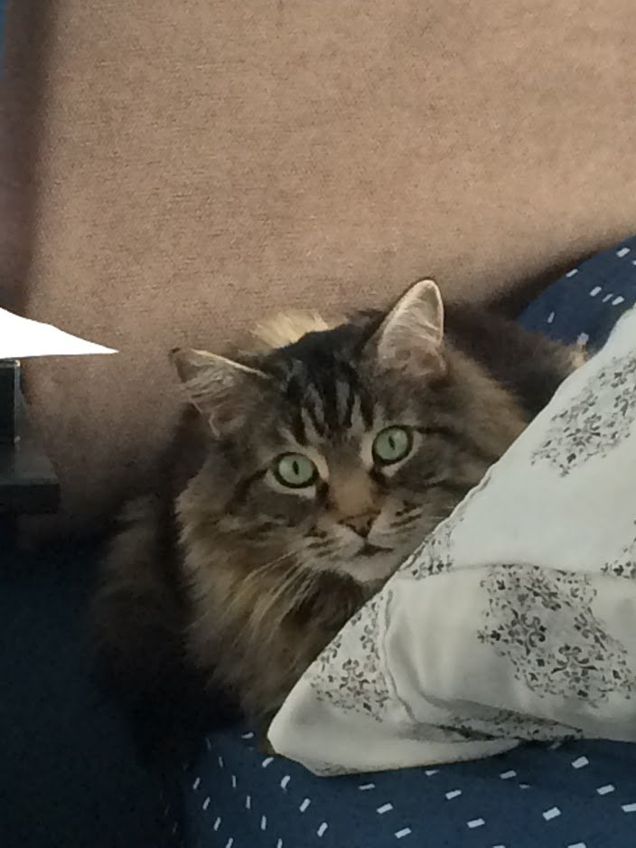 Kaneedian's tweet photo. Exactly a year ago, me and my family were getting ready to bid farewell to Misty, my childhood cat as he was put down the next day due to his sickness on January 10th, 2022. 
Time flies so quickly, but I promise I'll never forget about you. ♥️ https://t.co/fEZ2JmUv72