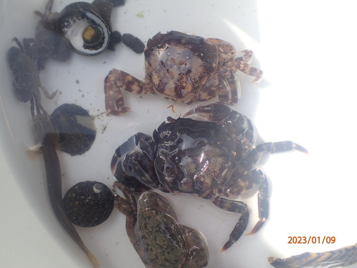 t_hiroki2's tweet image. カニが脱皮しました