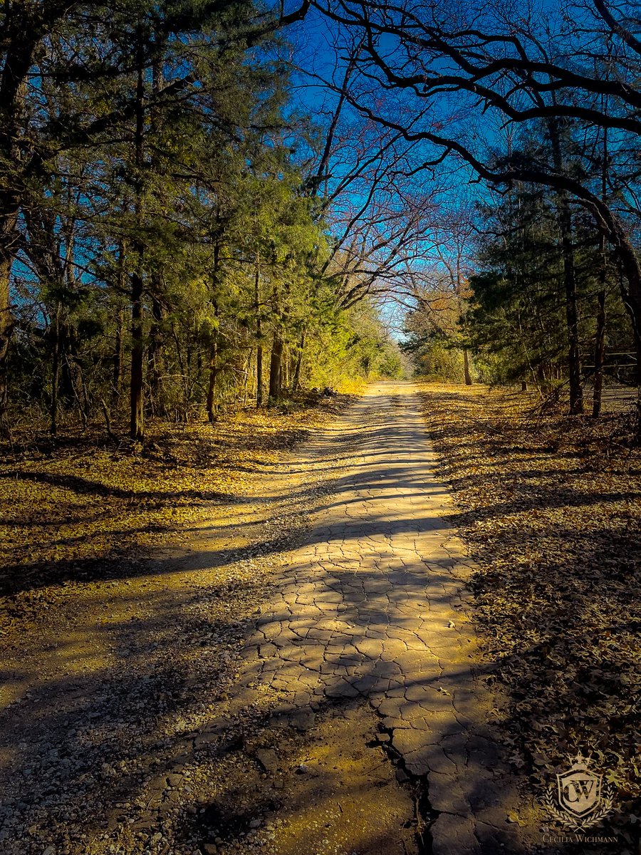 cwichmanndesign's tweet photo. Doesn't look like Texas in January but I took this on my morning walk with the dogs today! #photographer #texas #january #nature #ceciliawichmann https://t.co/vs3bZoTrvZ
