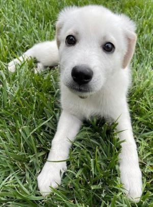 COdogstalker's tweet photo. This is Molly. She is a Great Pyrenees from Big Dogs Huge Paws, inc. Adopt me: https://t.co/AQFWbrRBDJ https://t.co/iYrH4kEDVG