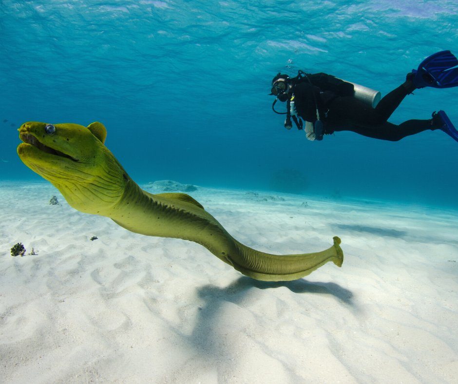 PADI's tweet image. How many dives have you logged?! 🤿

If your answer is less than 30 dives, check out these beginner's scuba diving tips that will save you time, money, and stress by avoiding rookie mistakes: padi.co/nqa873 

😊 Share this with a beginner and help them out.