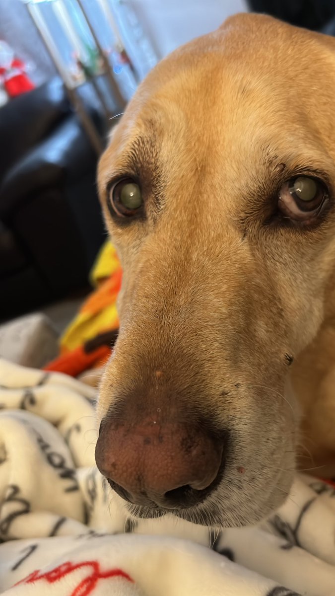 Jodi Johnson tweet media