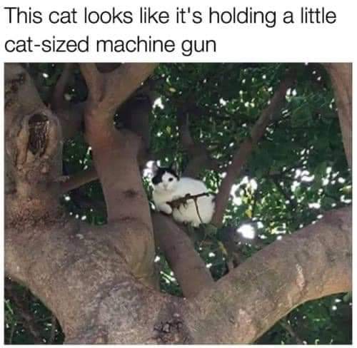 CATBRAINCELL's tweet photo. https://t.co/p0o7tbJZbV