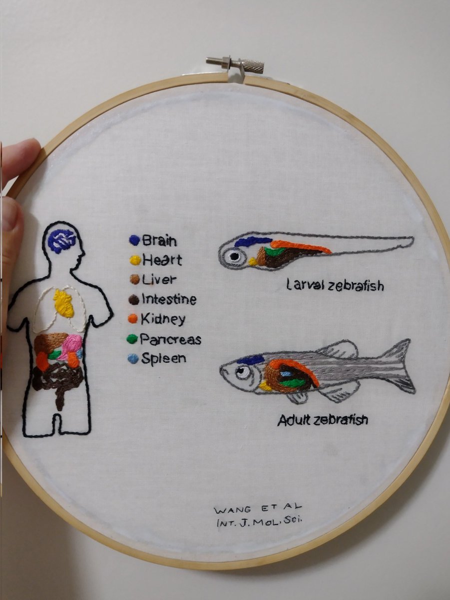 MLopesFerreira2's tweet photo. Zebrafish and their similarities to humans! #zebrafish @IJMS_MDPI @MDPIOpenAccess @ZebrafishRock https://t.co/LR0c0EZU3d