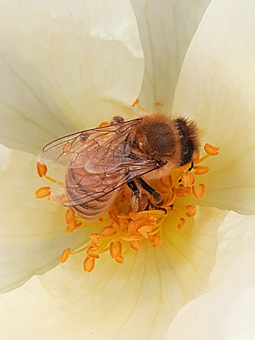 Hinton007's tweet photo. @admired_art Buzzzzzzzz. 🐝 https://t.co/xkfA0JOcYi