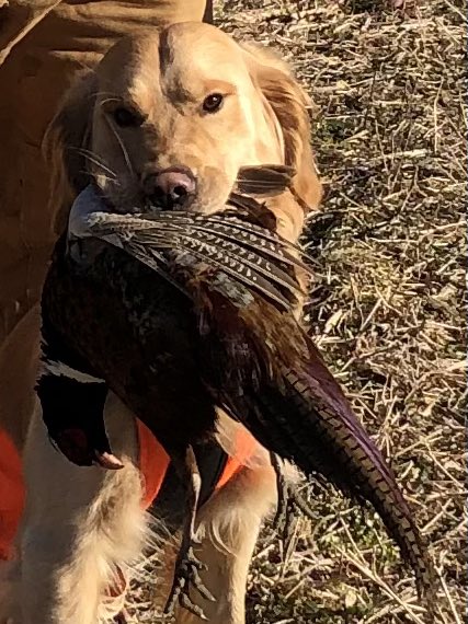 Thor with a Pheasant!!!

#sjshooters #pheasanthunting #pheasantsforever #pheasant #pheasants #pheasentshooting #chukar #shooting #chukarhunting #uplandbirdhunting #uplandhunting #birddog