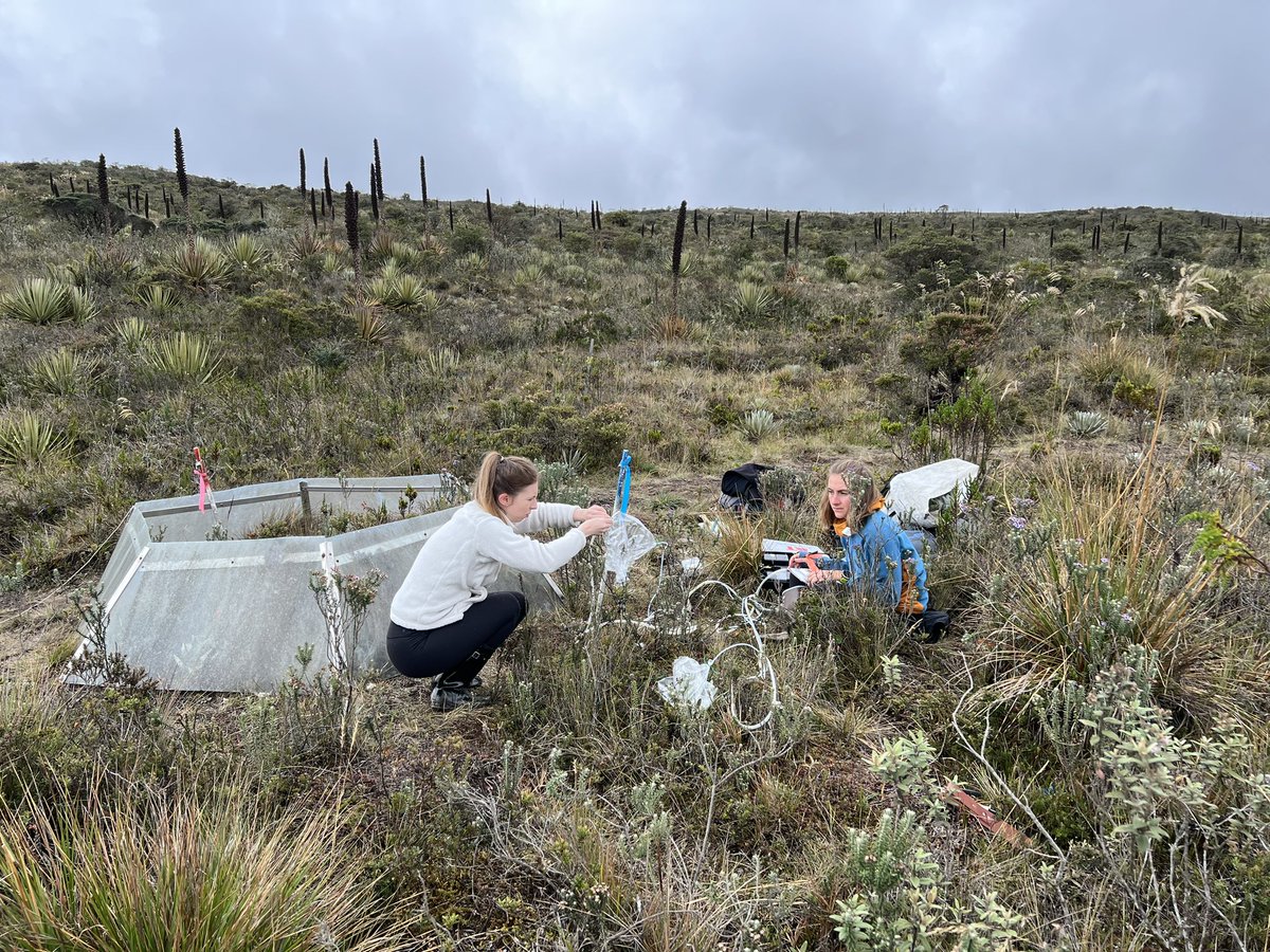 ElolassoG's tweet photo. First #VOC sampling day in my warming experiment in the paramo (a type of tropical alpine ecosystem). Super curious to see if warmed paramo plants release more volátiles. Our new collaboration with @Riikka_Rinnan and @DrAmySmart. https://t.co/mH2TGMwEhp