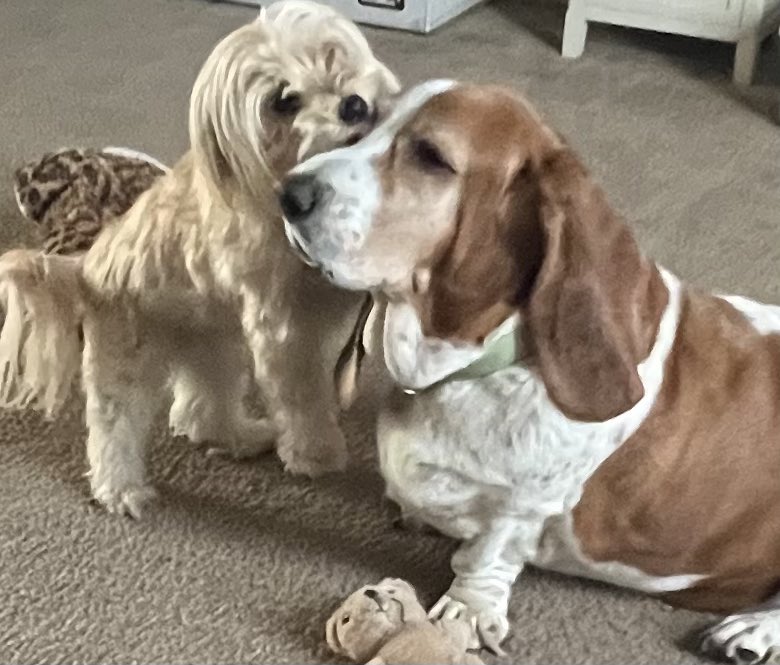 Dr Evvy Dog say’s hold still Scarlet so I get your eye boogets lol. #DogLife, #SisterlyLove