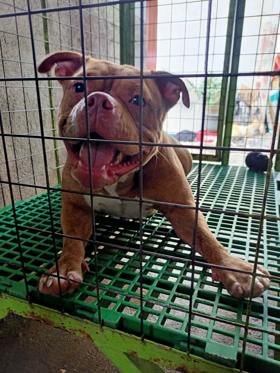 BECNN3's tweet photo. Have a wonderful day my friends,hope you're doing well. It's a cold morning here in my place😚
#americanbully #Trending #viraltwitter https://t.co/WhLQzfGAfE