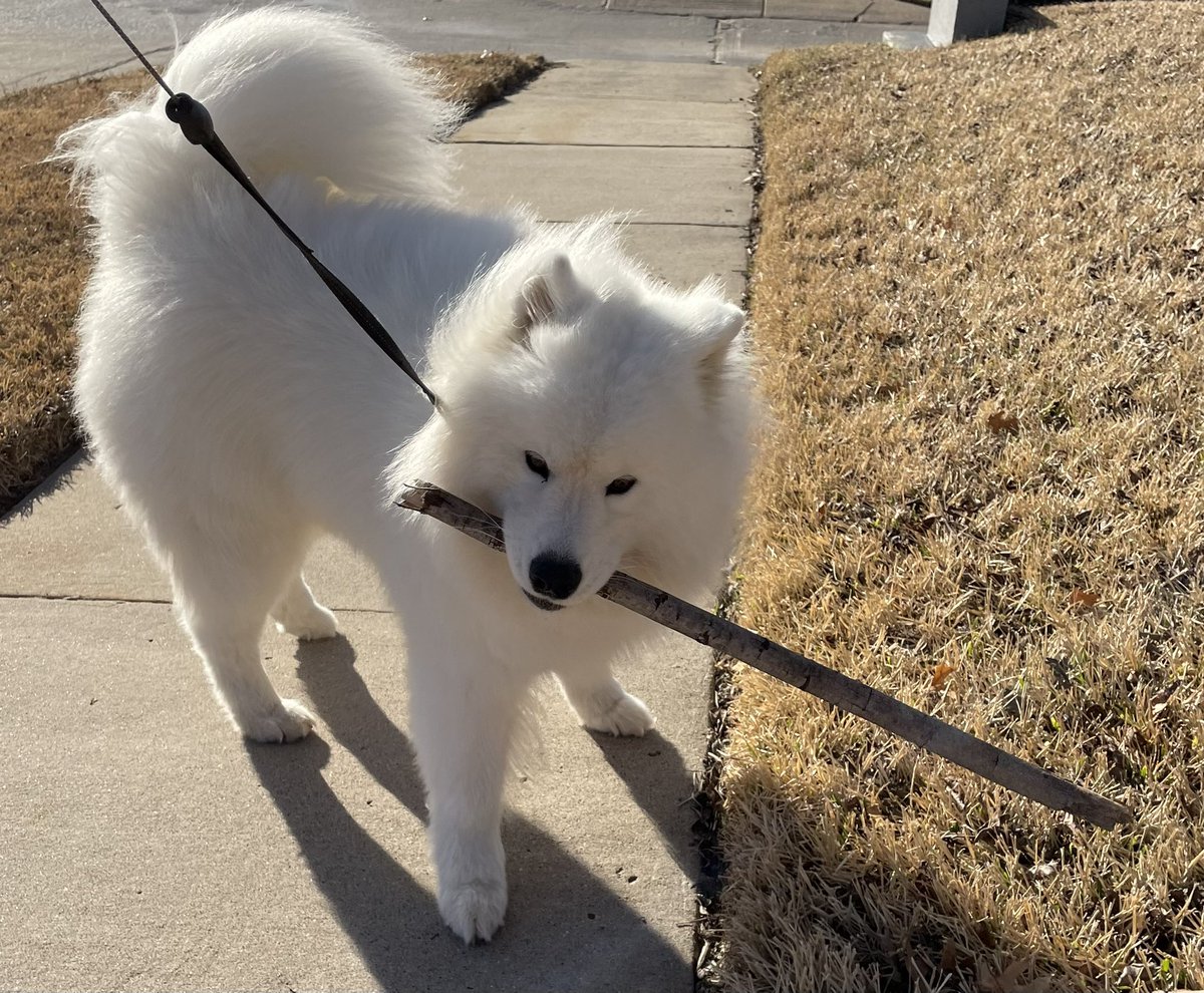 wayneradiotv's tweet photo. name: DOLBY
age: 1 and a lil bit
class: Doggy
special move: God Stick https://t.co/x9OippyoNh