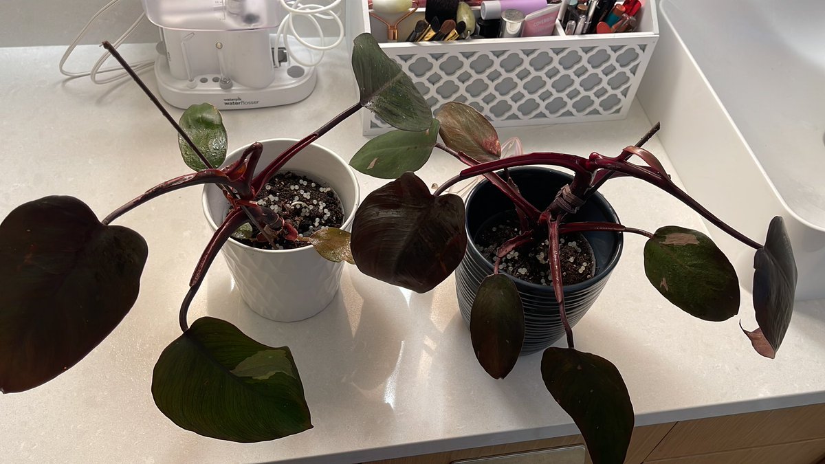 CDWineSales's tweet photo. @nhailey96 Picked up these two babies locally for $27 each as well as a Dark Lord of similar size for $7.99. 

Feeling very Boujee. 

#pinkprincessphilodendron https://t.co/Li9cInSwQ9