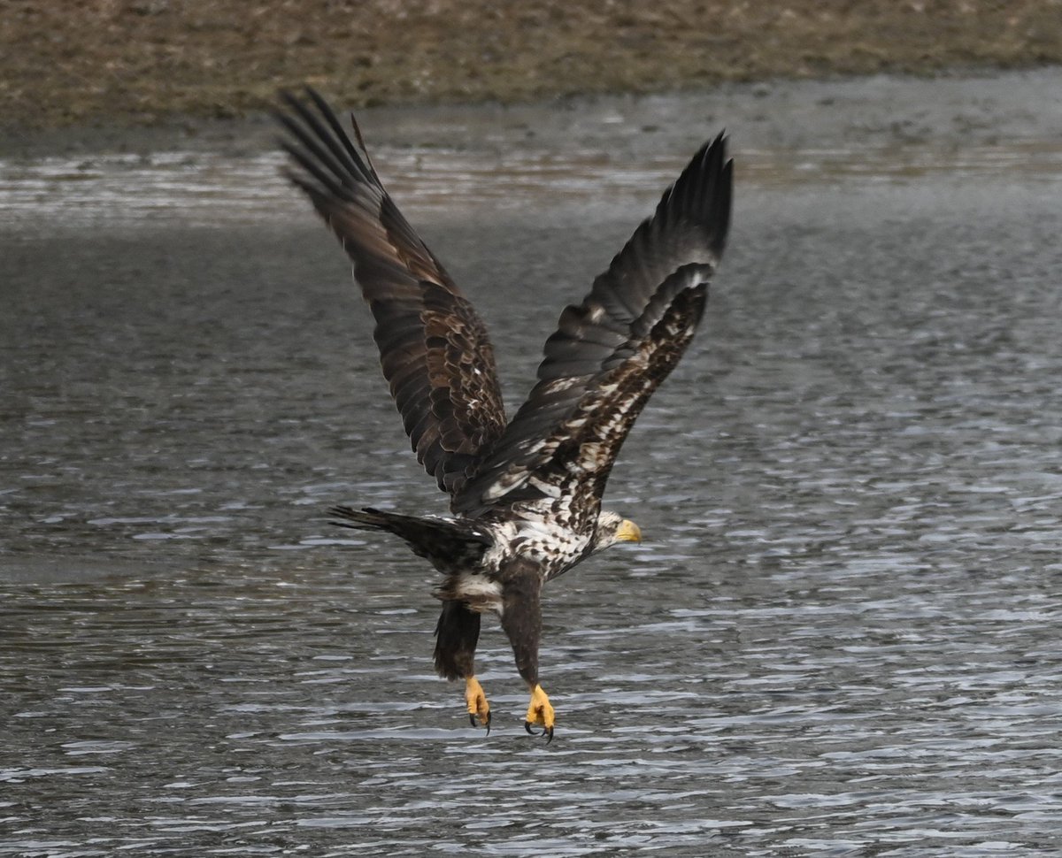 Thanks to Bob Lee we can show you looks of a bald eagle in its first few years. You can see how the brown beak begins to transition to yellow. Towards year four the head begins to get white. 
#baldeagles #raptors #birdsofprey #thelastgreenvalley #tlgv #nationalheritageareas #nps