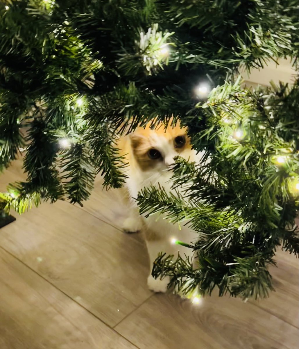 Cheri Wolfe tweet media