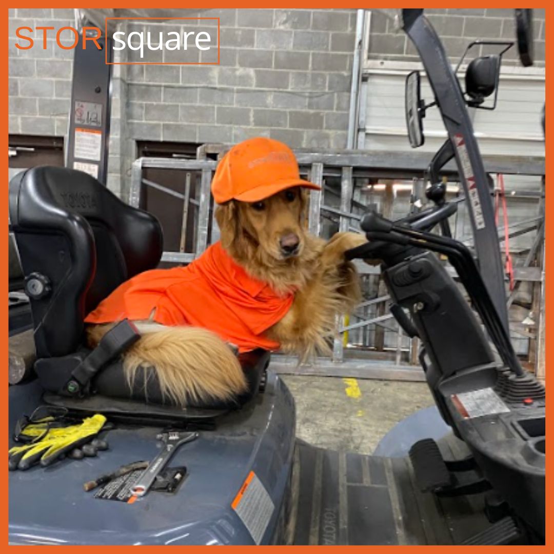 Maddie Monday🐕
Are you renovating? Maddie can give you a hand!⚒️

Maddie will always be there with you, supporting your renovation projects😉
Call us for a portable storage container - 

844-888-7867
#MaddieMonday #GoldenHour #WeeklyFloof #Monday #Moving #STORsquare