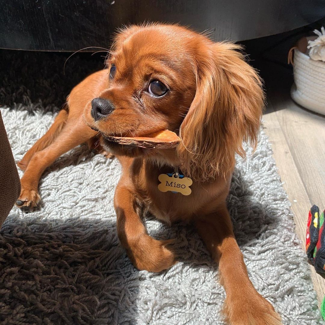 "NomNom"🐶 Today is the perfect day to chow down on some #WholesomePride treats!🍴🐾
(📸: @little_ms_miso ) 

#WholesomePride #RaisetheWoof #DogsofTwitter