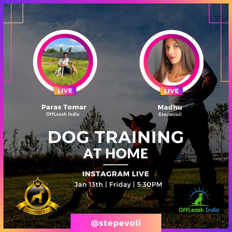 Stepevoli's tweet photo. Don't forget to tune in for this Instagram Live session with Off Leash ! We will be covering the basic of dog training and behaviour and all you need to know as dog parents! See you then!
#livesessions #livestream #live #dogtraining #dogtrainingtips #dogtrainer #dogtrainingvideo https://t.co/1Q8EJ9JcvF