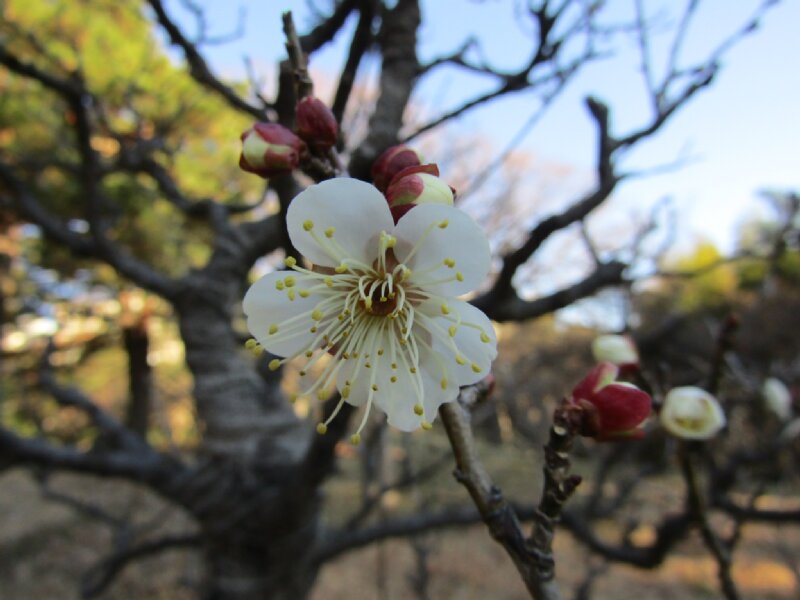 早咲きの #梅 が咲いてくれたので #殿ヶ谷戸庭園　の #松竹梅 をどうぞ。

In Japan, a combination of pine, bamboo, and plum blossoms is called #ShoChikuBai and treated as #GoodLuckCharm.  We hope #TonogayatoGardens ShoChikuBai brings good luck.

#国分寺 #東京の名湧水57選 #冬の庭園