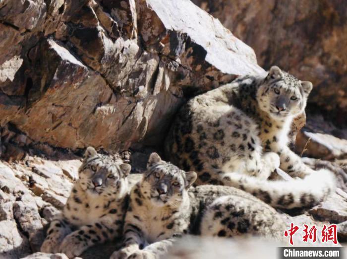 CNS1952's tweet photo. 【多種珍稀野生動物亮相青海都蘭】雪豹、兔猻、馬鹿、岩羊……日前，攝影愛好者在青海都蘭拍攝到多種野生動物影像。位於中國“聚寶盆”柴達木盆地的都蘭縣，不僅被譽為“柴達木糧倉”，如今，隨着生態保護力度加大，當地儼然成為野生動物天堂。 https://t.co/xWGMdBY8e4