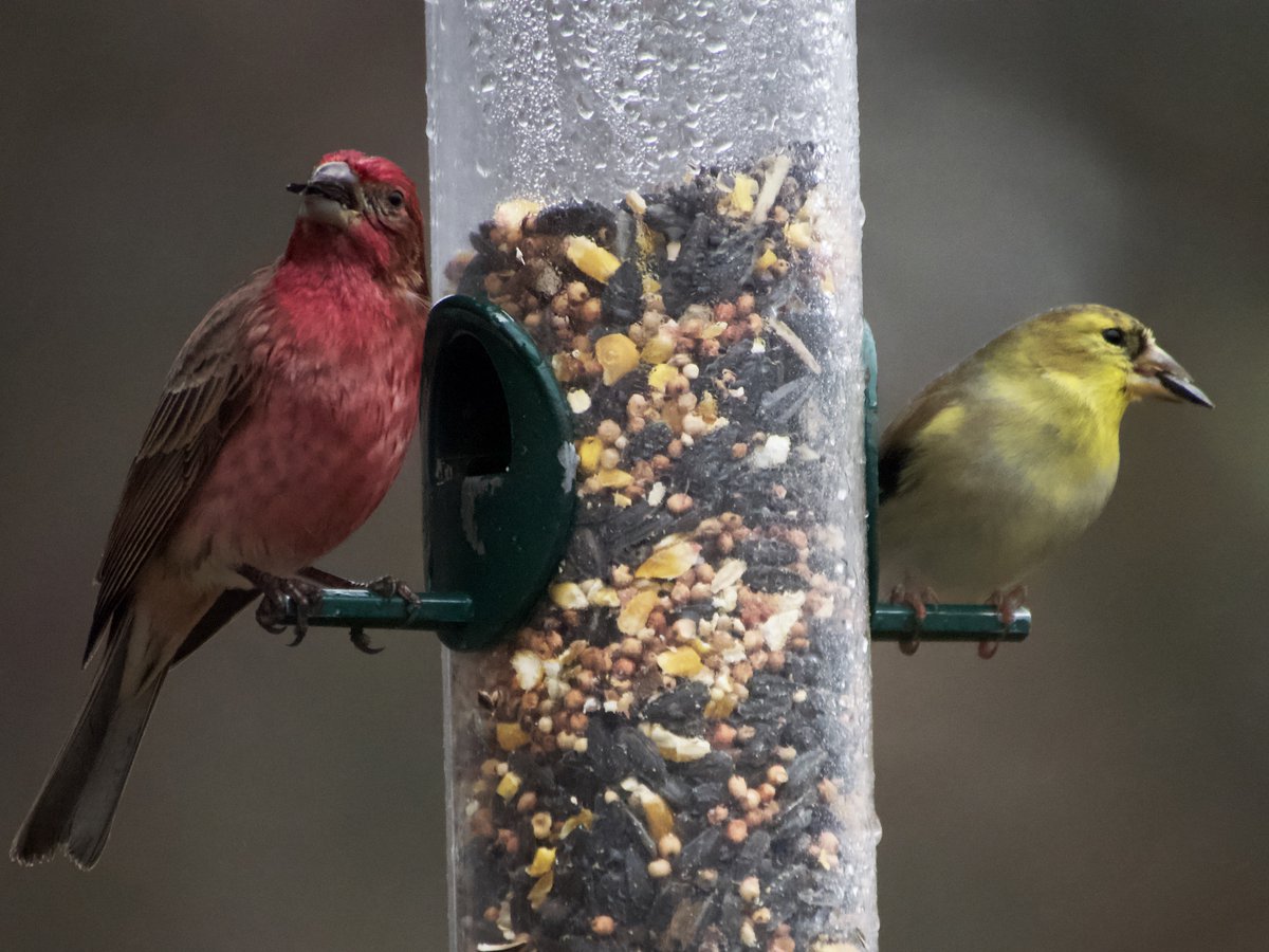 beckerben's tweet photo. Hanging out with my finches. https://t.co/DgbSB9KWcy