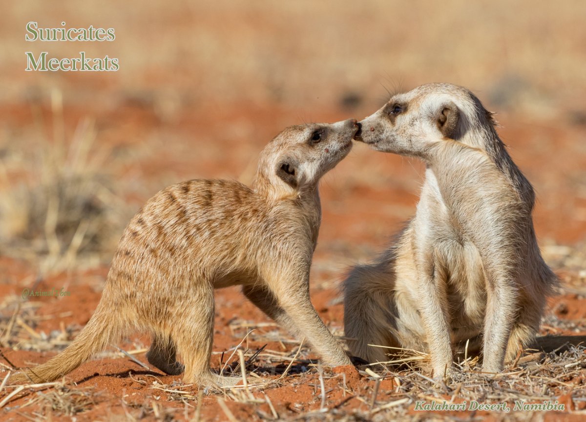 Meerkats couple, Namibia
.
.
.
#Mongoose
#Meerkats
#Suricates
#Omnivore
#Savannas
#Desert
#Kiss
#Love
#Mammals
#AfricanAnimal
#AfricanWildlife
#NamibiaWildlife
#TravelNamibia

#NaturePerfection #AnimalLover #WildlifeOnEarth #English #NatureLife #AnimalPhotos #WildlifePictures