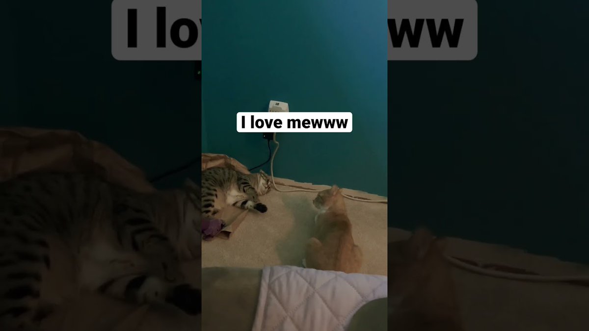 MeowMoeDotCom's tweet photo. Manx cat says “I love you” #shorts #cat #ca ...
https://t.co/Wyw8gBX0gJ
#CatLovesCat #CatLuv #CatSpeech #LovableCat #Neko #マンクス https://t.co/PoejeGMoAw