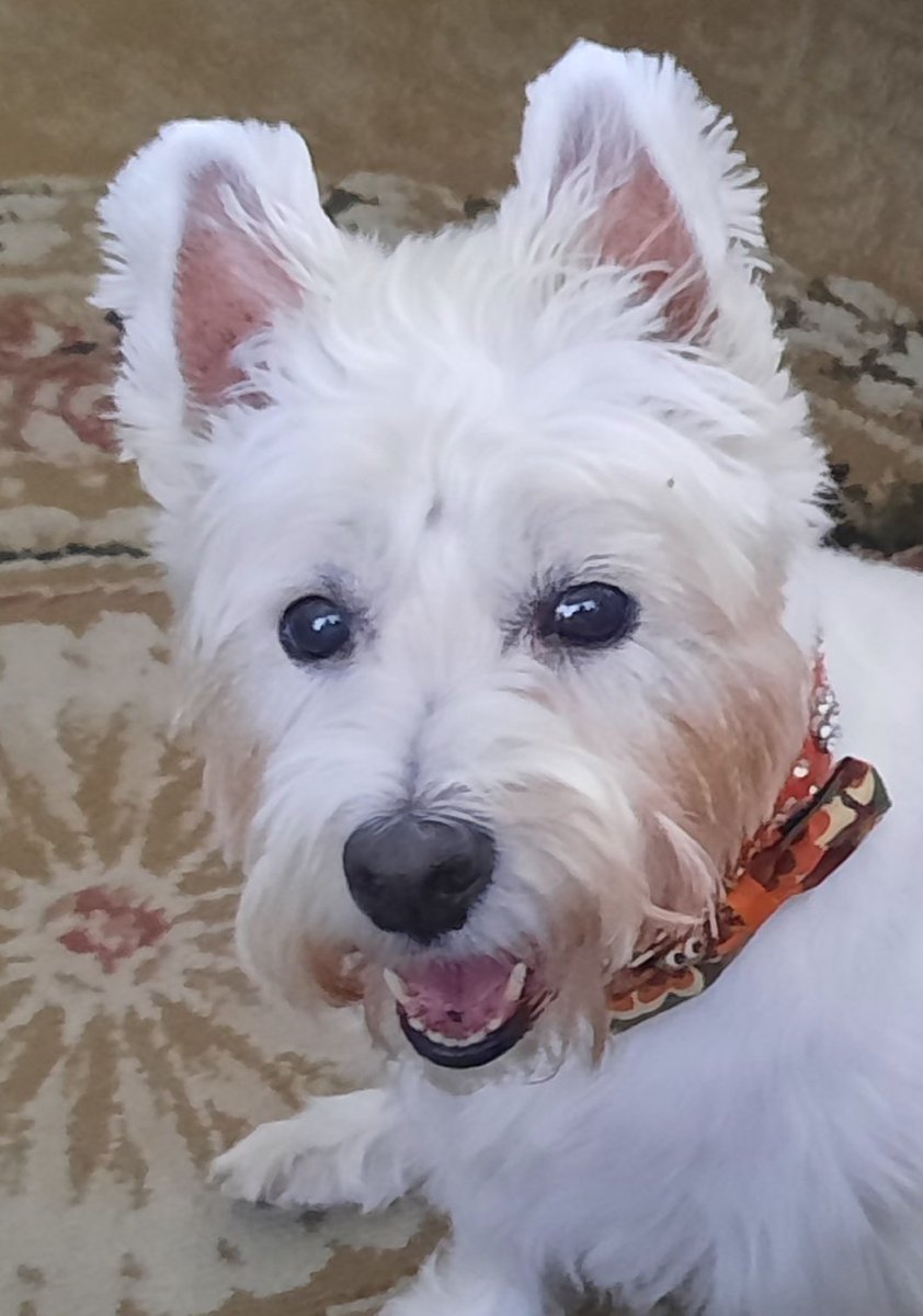 Wowsa!  Me gots 1000 followers.  How did dat happen?  Fank you to all me followers and fwends...Me hopes to get lots more but dis is unbelieeevable. Yap Yap!