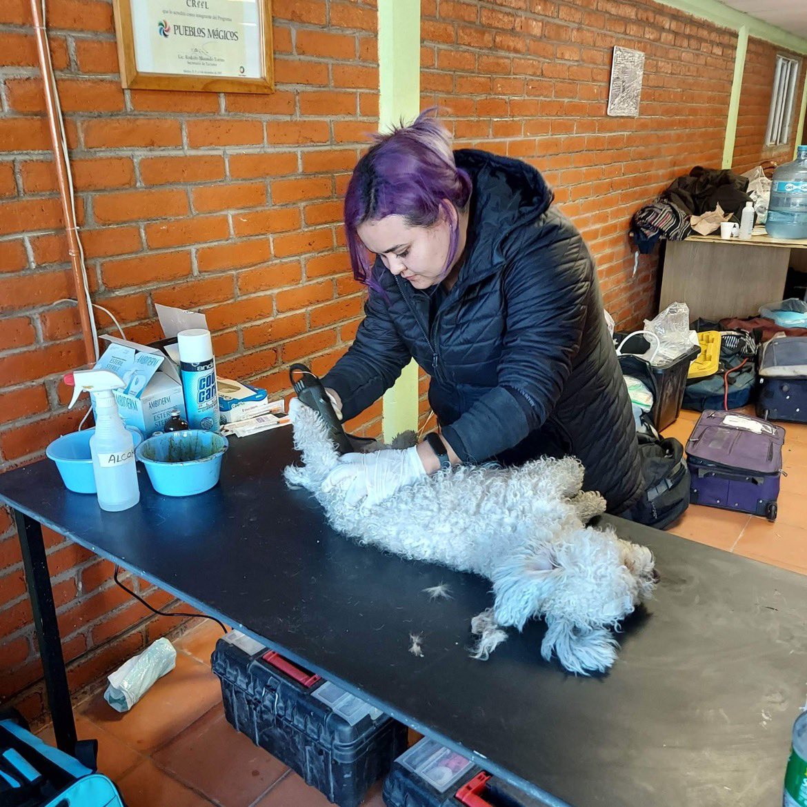 CompassionCopp1's tweet photo. We sterilized 105 dogs and cats in a freezing creel today! #spayandneuter #mexico please support us by sharing abs donating https://t.co/x090rEbfi5 https://t.co/APKi33Lf5E