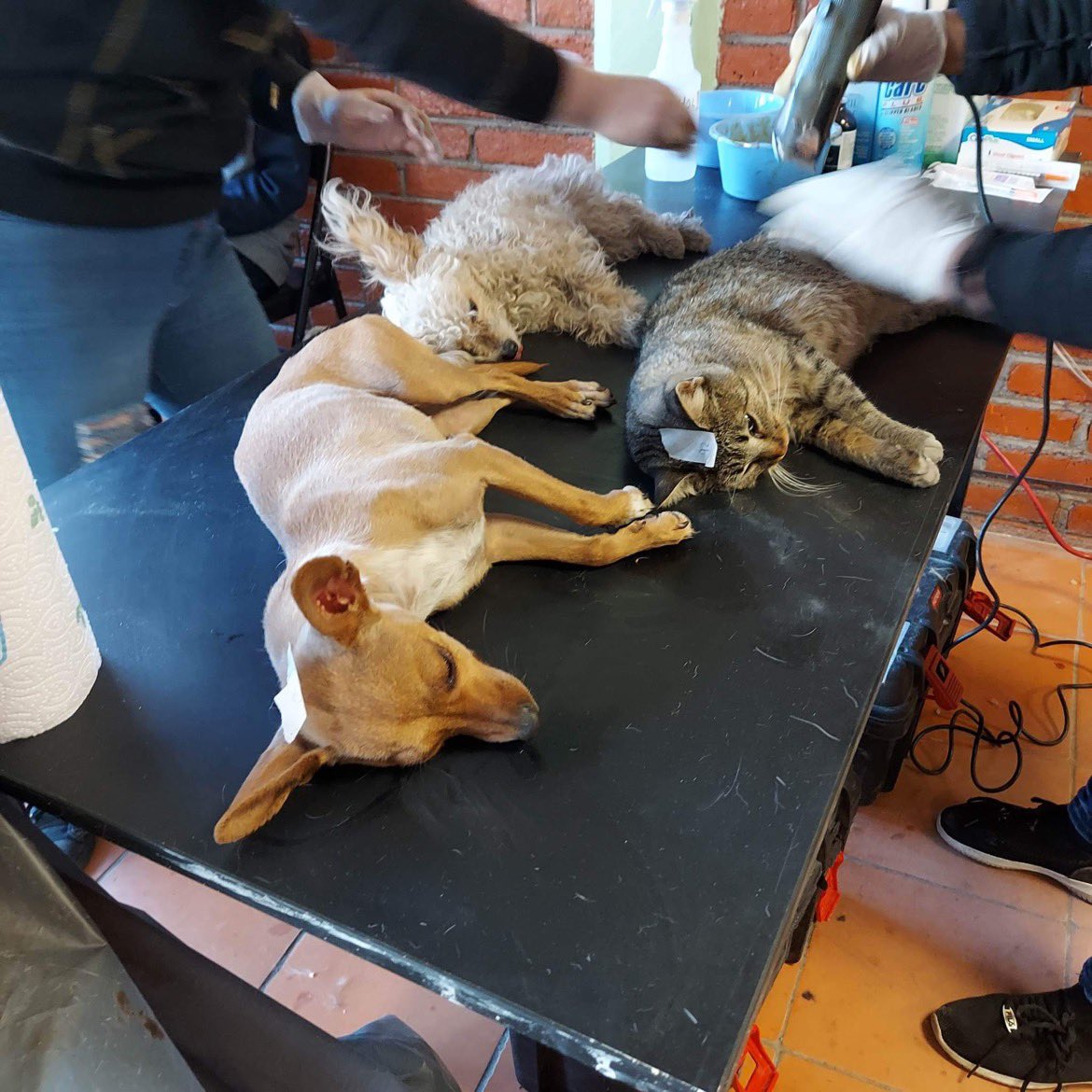 CompassionCopp1's tweet photo. We sterilized 105 dogs and cats in a freezing creel today! #spayandneuter #mexico please support us by sharing abs donating https://t.co/x090rEbfi5 https://t.co/APKi33Lf5E