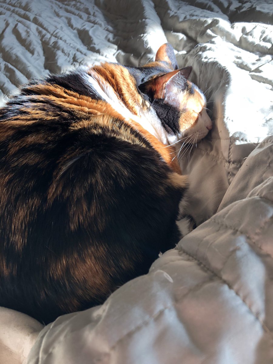 dubitablymarie's tweet photo. @petermedeiros19 A very good sun kitty 💜 https://t.co/c8VRSbJSQu