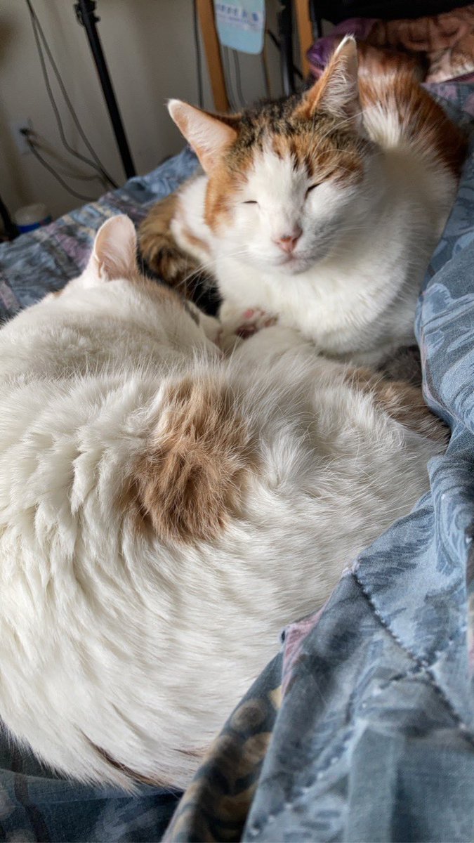 wicketshrug's tweet image. Happy New Year and long time no Wicket!! I’ll be dusting off the stream tomorrow, continuing Bloodborne cuz we gotta get it done! 

Just thought I’d let y’all know, here is a bonus Janeyface, see ya soon!! #streamtime