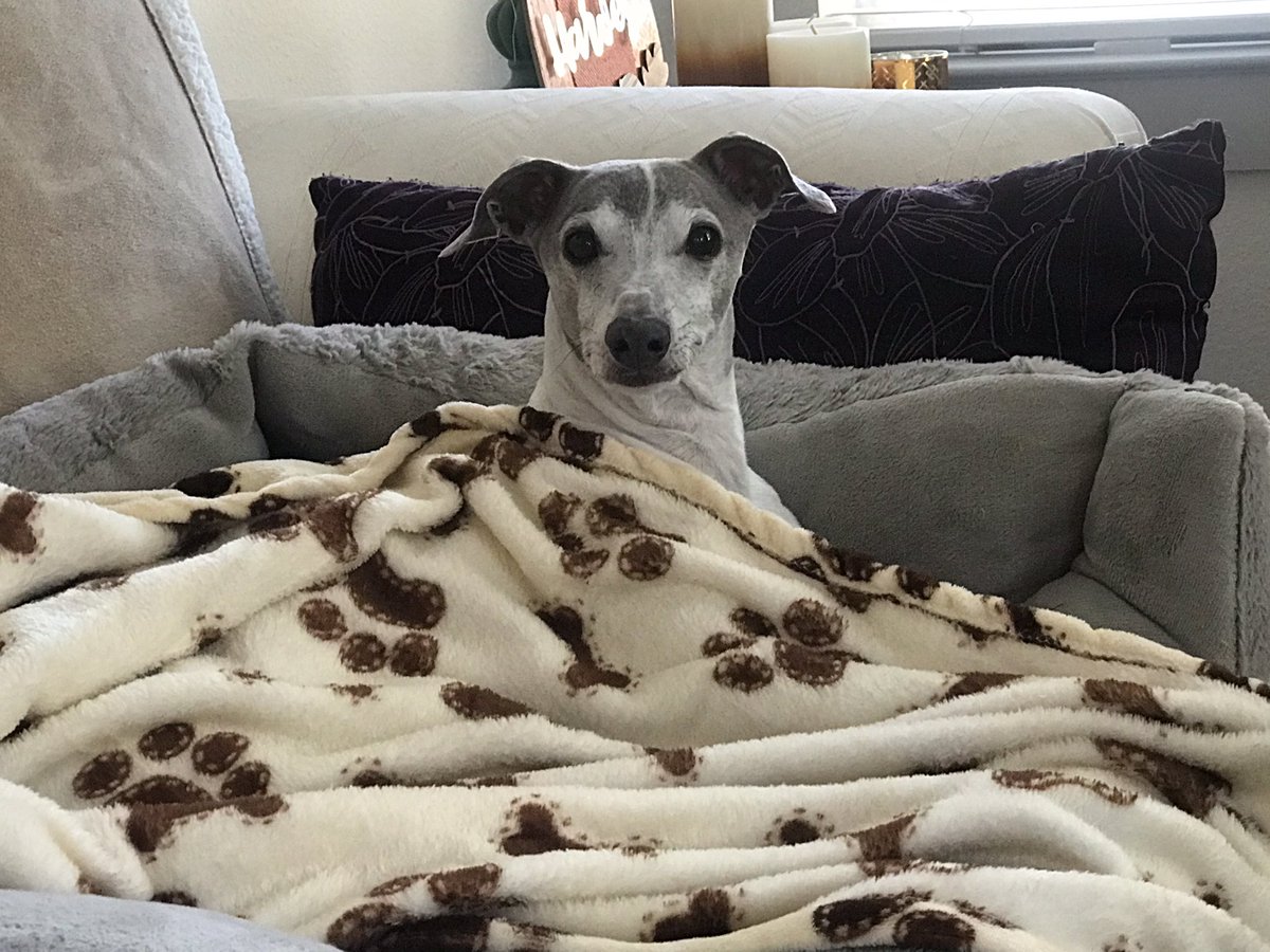 Maddox: Momma has been a little sad today…it would have been Remy’s 13th birthday. Happy Heavenly Birthday big brother. We love &amp; miss you! ❤️🐾🌈