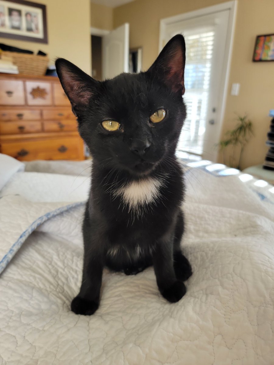 Hewoo? Can I hep you?
#CatsOfTwitter