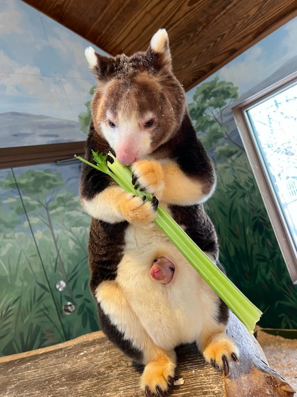 Roger Williams Park Zoo on Twitter: