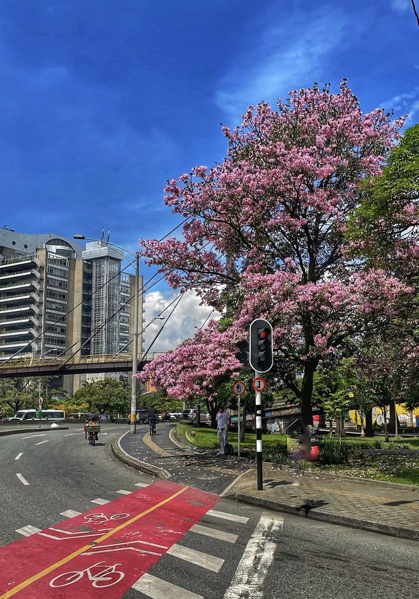joqui___'s tweet photo. Hagamos un hilo de Guayacanes 🌸🌼 https://t.co/KjNEc7Smmc