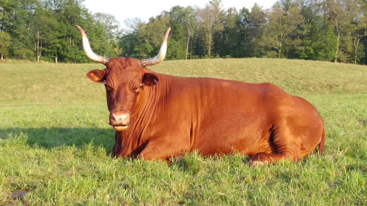 walker_farm's tweet photo. #cattle is trending so of course, here's a cow picture.
This is Miss RED, our herd leader. She's over 18 yrs old #reddevon https://t.co/aSNUcJiH3N