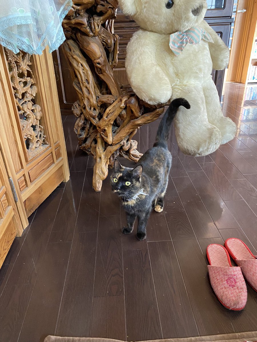 bunta_cat's tweet image. 新年明けましておめでとうございます