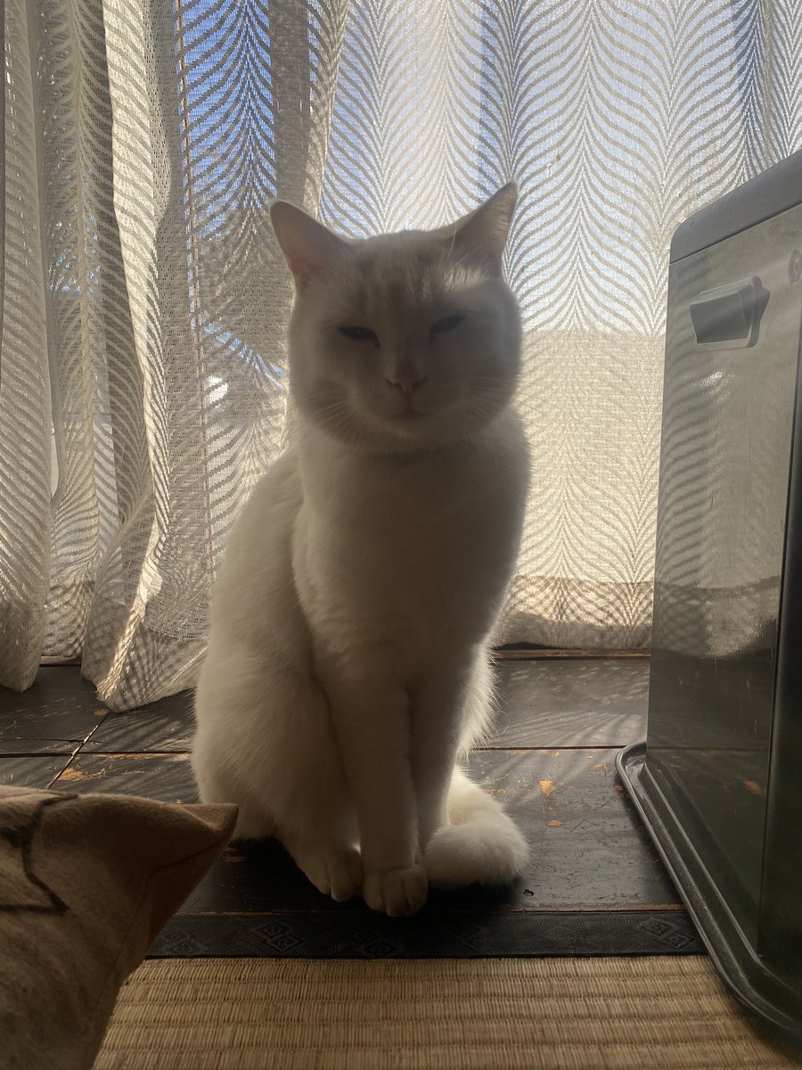 bunta_cat's tweet image. 新年明けましておめでとうございます