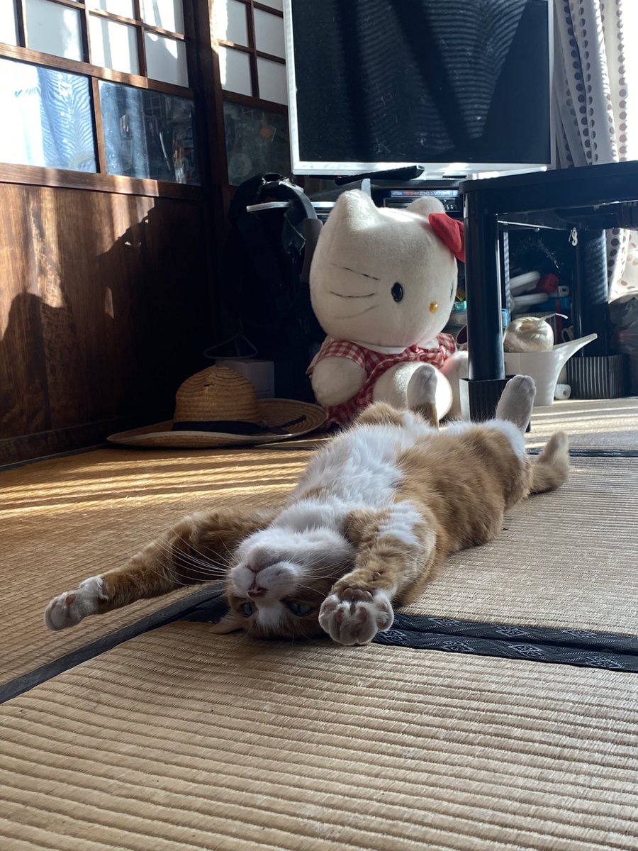 bunta_cat's tweet image. 新年明けましておめでとうございます