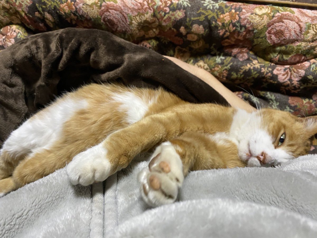 bunta_cat's tweet image. ねむねむ文太