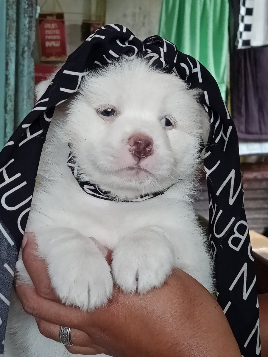 EricPardilla's tweet photo. My puppy 40days na siya https://t.co/But2bToQG2